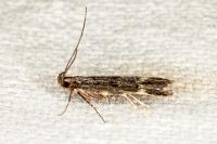 Dichomeris alacella