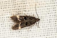 Dichomeris alacella