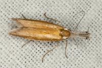 Pleurota aristella