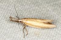 Pleurota aristella