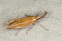 Pleurota aristella