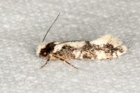 Neurothaumasia ankerella