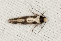 Neurothaumasia ankerella