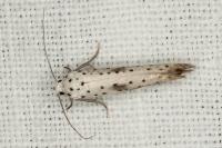 Yponomeuta irrorella