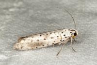 Yponomeuta irrorella