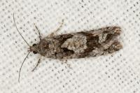 Zeiraphera griseana