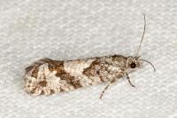 Zeiraphera griseana