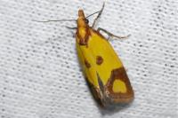 Agapeta zoegana