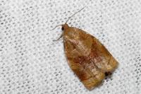 Archips rosana