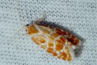 Rhyacionia pinicolana