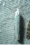 Yponomeuta evonymella
