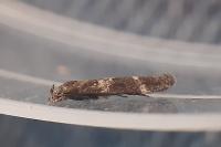 Mompha subbistrigella