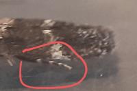 Mompha subbistrigella