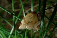 Paramesia gnomana
