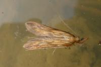 Metzneria neuropterella