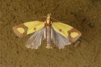 Agapeta zoegana