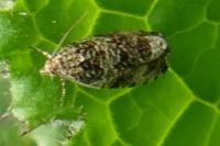 Celypha lacunana