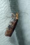 Agonopterix liturosa