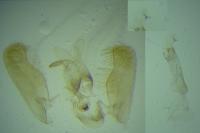 Elachista lugdunensis