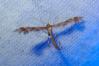 Oxyptilus