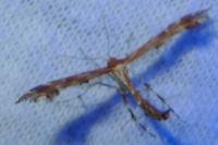 Oxyptilus