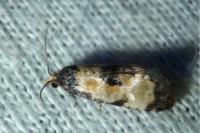 Neocochylis dubitana