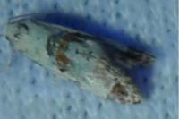 Cochylis