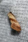 Falseuncaria