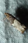 Notocelia roborana