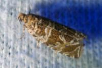 Celypha rivulana