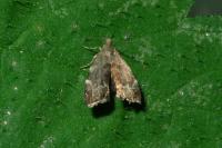 Anthophila fabriciana