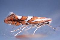 Phyllonorycter mespilella