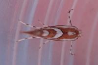 Phyllonorycter mespilella