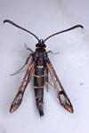 Synanthedon conopiformis