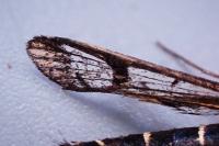 Synanthedon conopiformis