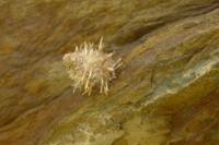 Ptilocephala pyrenaella pyrenaella