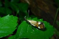 Alabonia geoffrella
