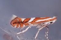 Phyllonorycter mespilella