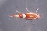 Phyllonorycter mespilella