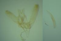 Elachista berndtiella