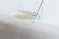 Elachista berndtiella