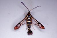 Synanthedon conopiformis