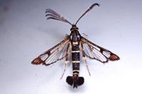 Synanthedon conopiformis