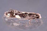 Agnathosia mendicella