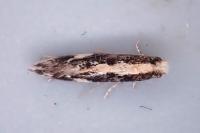 Agnathosia mendicella