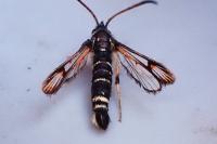 Bembecia ichneumoniformis