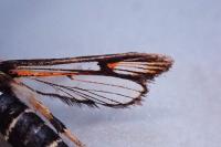 Bembecia ichneumoniformis