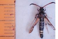 Bembecia ichneumoniformis