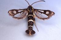 Chamaesphecia empiformis