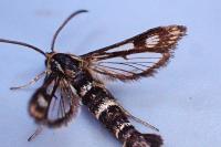 Chamaesphecia empiformis